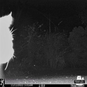 trail camera shot of bobcat's face profile just as it triggered the photo