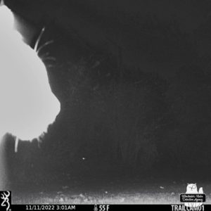 trail camera shot of bobcat's face profile just as it triggered the photo