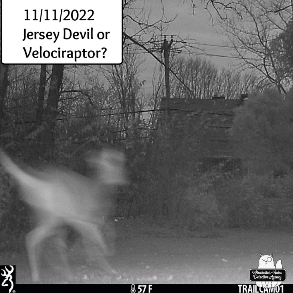 blurry trail cam night image of a creature shaped like a dinosaur