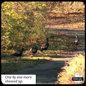 four turkeys in the grass and driveway