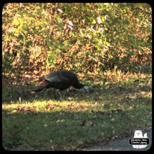 turkey in grass