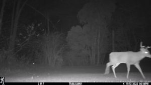 male buck deer walking across in front of trail cam in the dark