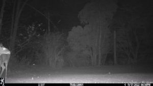 deer barely visible on the left side of trail cam in the dark