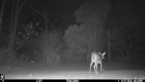 deer walking away from trail cam in the dark
