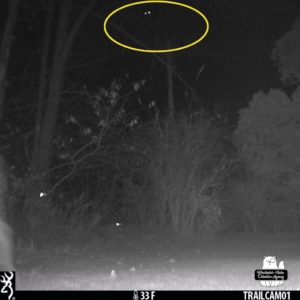 trail camera capturing 2 strange lights in tandem like "eyes" up in the dark sky