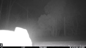 an overexposed close up of a large feline, apparently bobcat, shown as glaring white figure in front of the trail cam