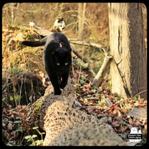 black cat Gus walking across a fallen tree in the woods