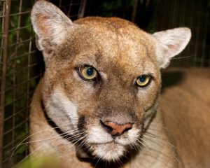 famous mountain lion tagged as P-22 in 2019 who was recently euthanized in California