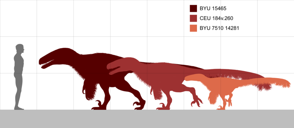 illustration with grid for scale showing average human male 5'9" and three sizes of Utahraptors where the tallest one in a walking forward stance is about the same height as the man, but it's capable of standing up taller.