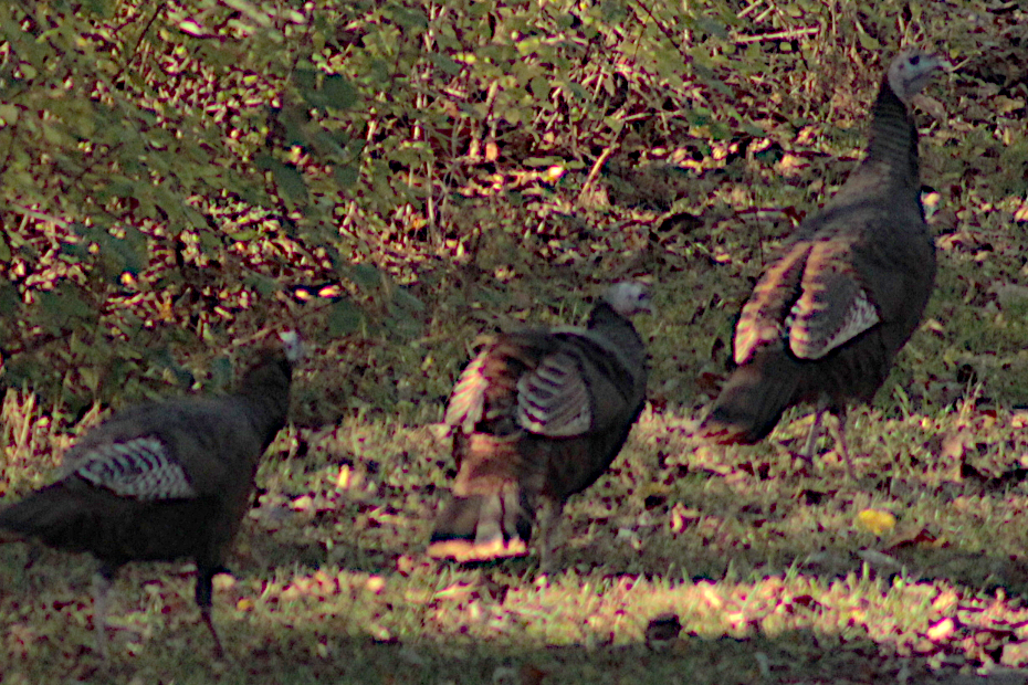 turkey banner