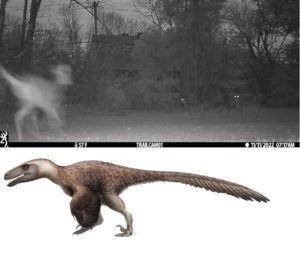 collage for comparison of the trail cam photo on top and the Fred Wier Utahraptor illustration on bottom
