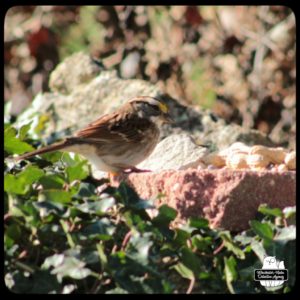 white-throated sparrow
