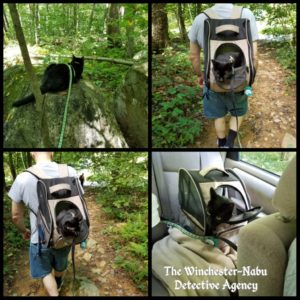 collage of Gus hiking. First picture he's on his leash; the rest of the pictures, he's in his backpack.