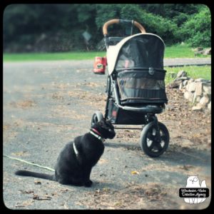 Oliver in his buggy next to Gus wearing his harness and leash sitting in the driveway.