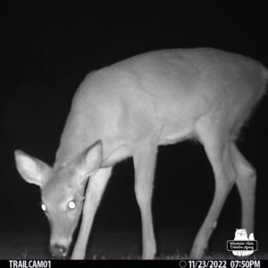 large doe deer in black and white