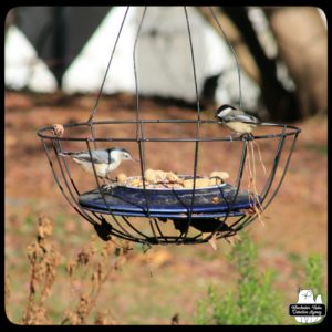 bird feeding station in hanging planter with a nuthatch and chickadee at it