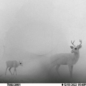 negative contrast of a male buck with antlers and a fawn