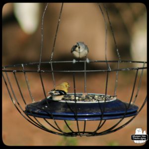 bird feeding station in hanging planter with a titmouse and goldfinch on it