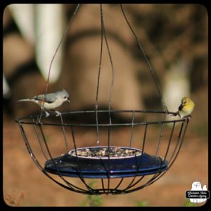 bird feeding station in hanging planter with a titmouse and goldfinch on it