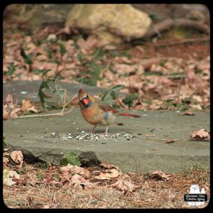 cardinal eating on the ground