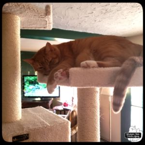 Oliver on a high tier of his new cat tree.