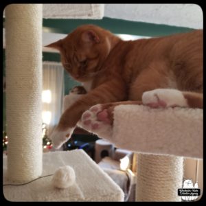 Oliver on a high tier of his new cat tree.