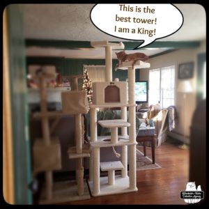 Oliver on a high tier of his new cat tree.