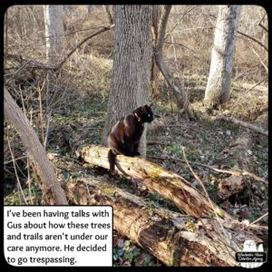 Gus sitting on a fallen tree in the woods.