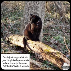 Gus sitting on a fallen tree in the woods.