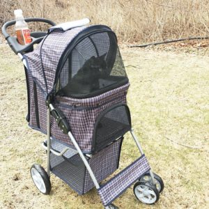 2017 Gus in a blue plaid stroller