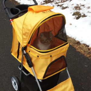 2018 Oliver in his old orange stroller