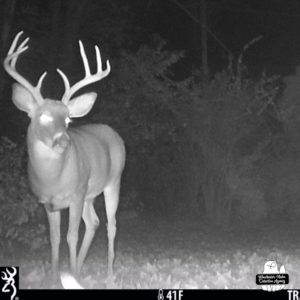 large 8-point buck deer in black and white