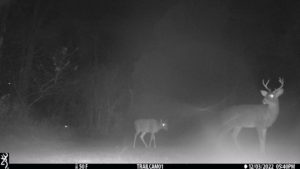 a male buck deer with a fawn behind it