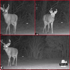 trail cam night mode collage: one shot of each buck