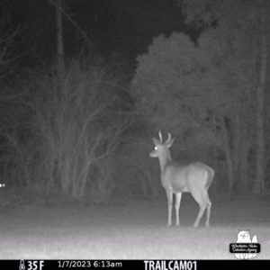 trail cam night mode: the first buck with the smallest antlers