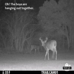 trail cam night mode: the first two bucks heading away from the camera at 6:16AM