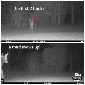 trail cam collage: the first two bucks; a third appears on the camera as other two are nearly into the darkness