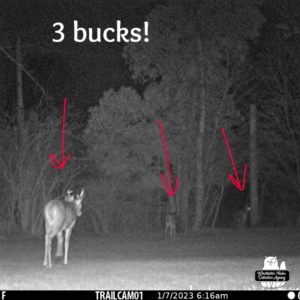 trail cam night mode: all three bucks in the same image