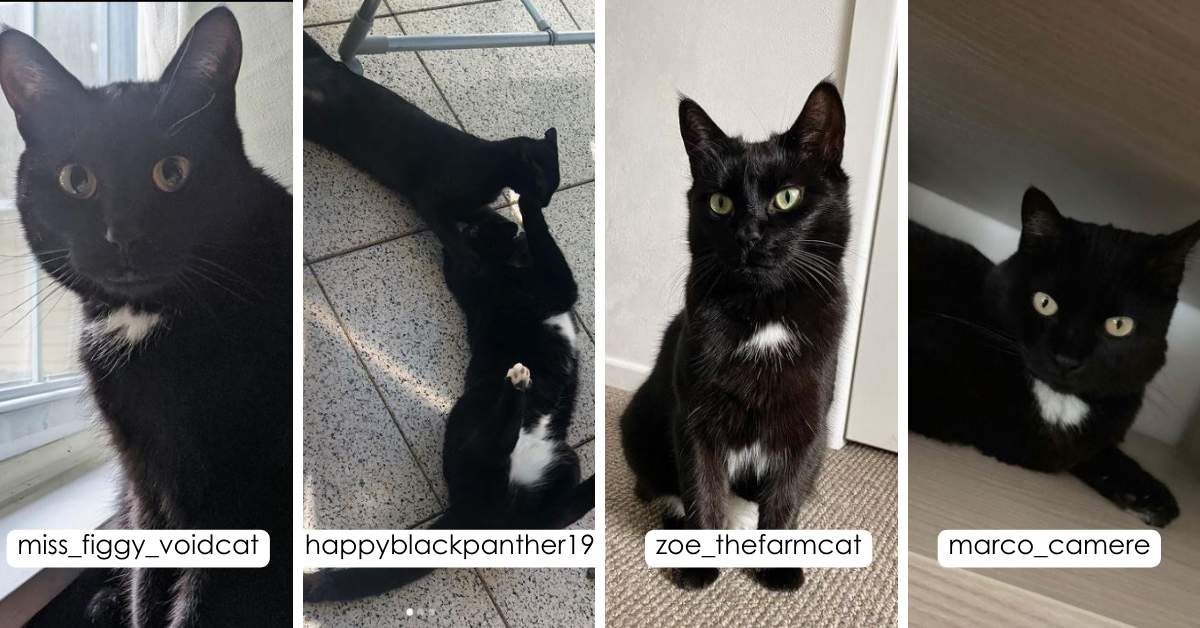 collage of black cats with white patches that look like Gus from Instagram
