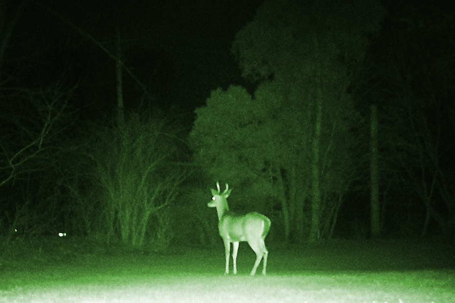 small buck shaded in green overlay