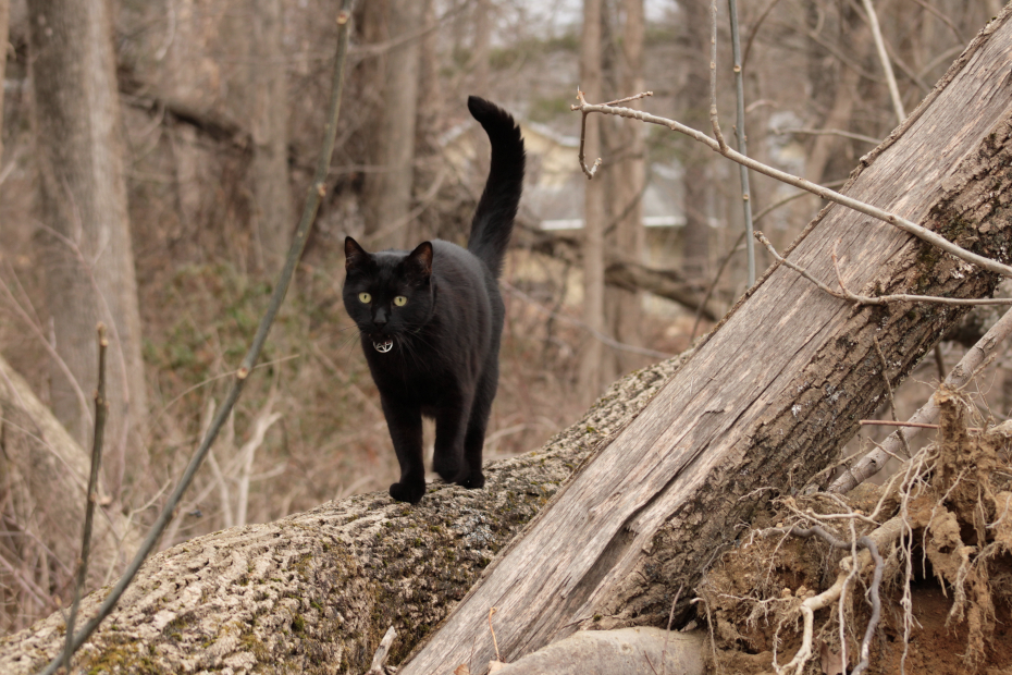 Gus walking across a fallen tree