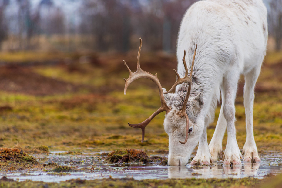 stock photo of white stag drinking from a puddle