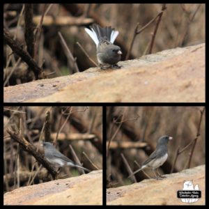 collage of a dark-eyed junco
