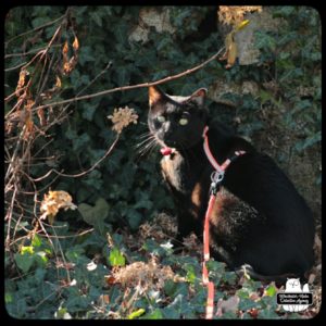 Gus at the rock wall covered in ivy where he gets into position for stalking the birds.
