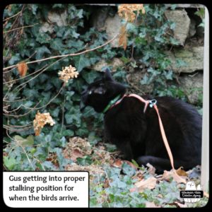 Gus at the rock wall covered in ivy where he gets into position for stalking the birds.