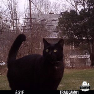 trail cam of Gus in front of the Fort Winchester camera