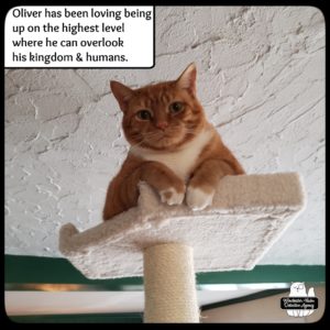 orange and white cat Oliver on the highest platform of his cat tree