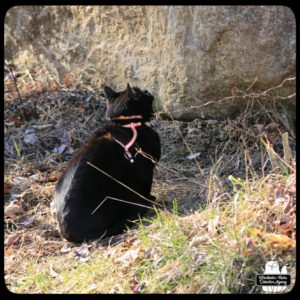 black cat Gus at the base of a large rock looking up where birds come to feed.