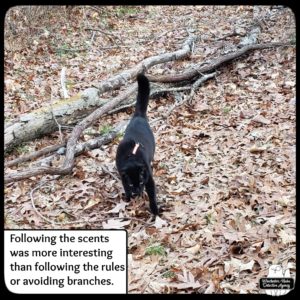 black cat Gus on the trail following scents
