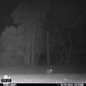 raccoon approaching with glowing eyes in the black and white night mode of trailcam